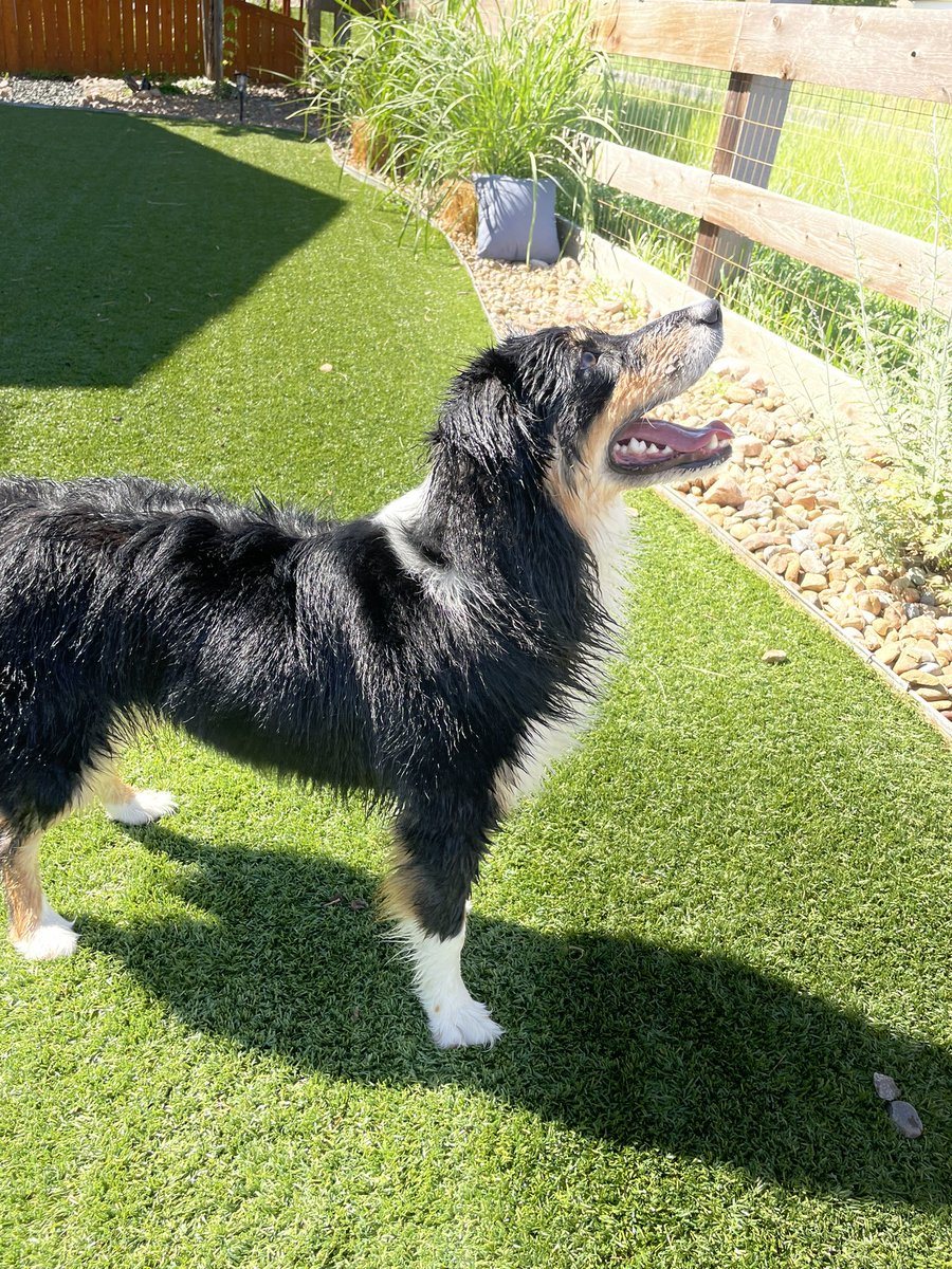 Happy weekend!!! Mom let me play in the water today. Oh it’s my favorite thing to do! 💕💕