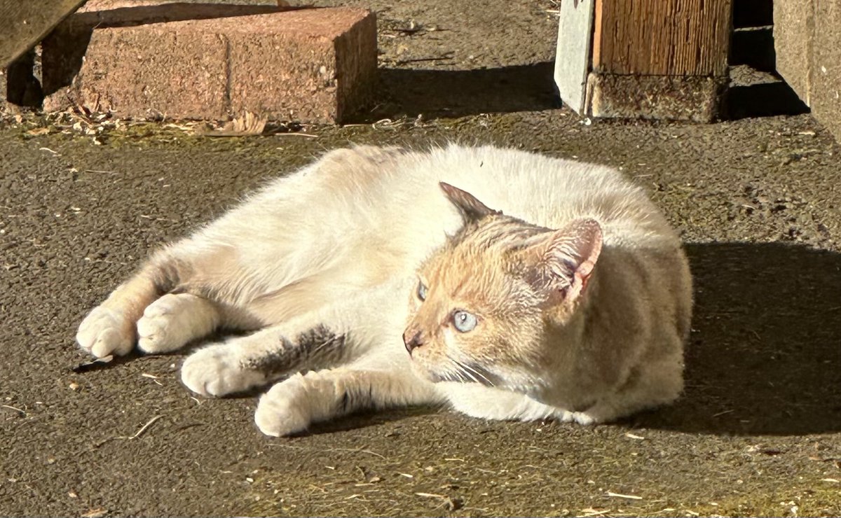 Happy Caturday from the living alarm clock!!!  This morning, she needed to get outside to sleep and roll around in the filthiest part of the drive way!!!!   #Caturday #OneMoreCaturdayNight #carterbeaufordonthedrums
#beauie #beau