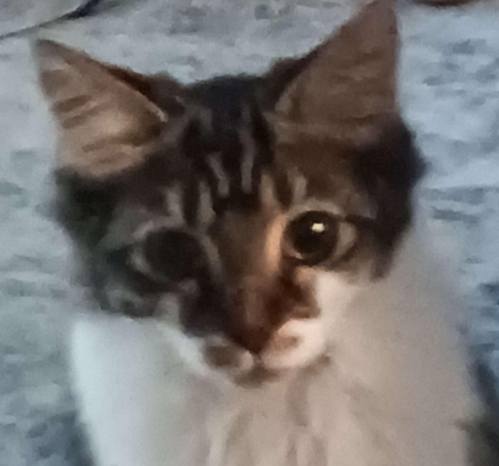 twitter is so dead rn have an image of one of my cats staring at me