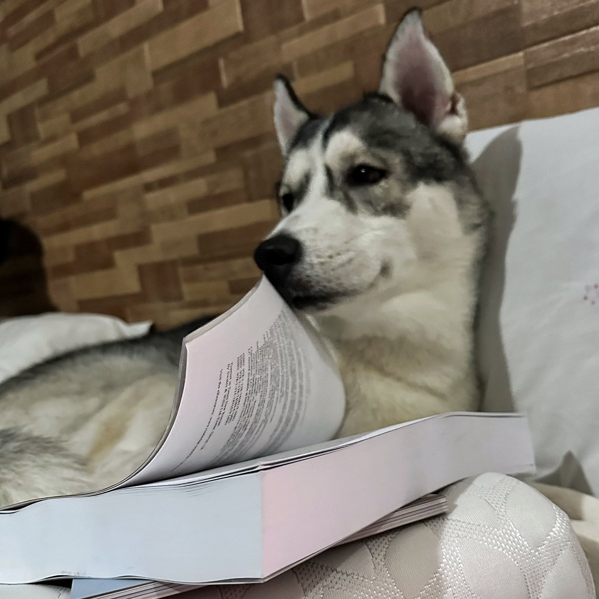 npclgs's tweet photo. My little scholar doing a bit of light reading on sexual health measures during this rainy Saturday evening.
#Boscoe
#siberianhusky https://t.co/bpOBBcDRTM