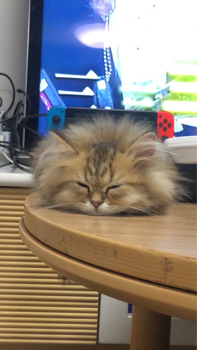 crown17191's tweet photo. 可愛すぎ
 #ペルシャ https://t.co/fbYJRcs6Q8