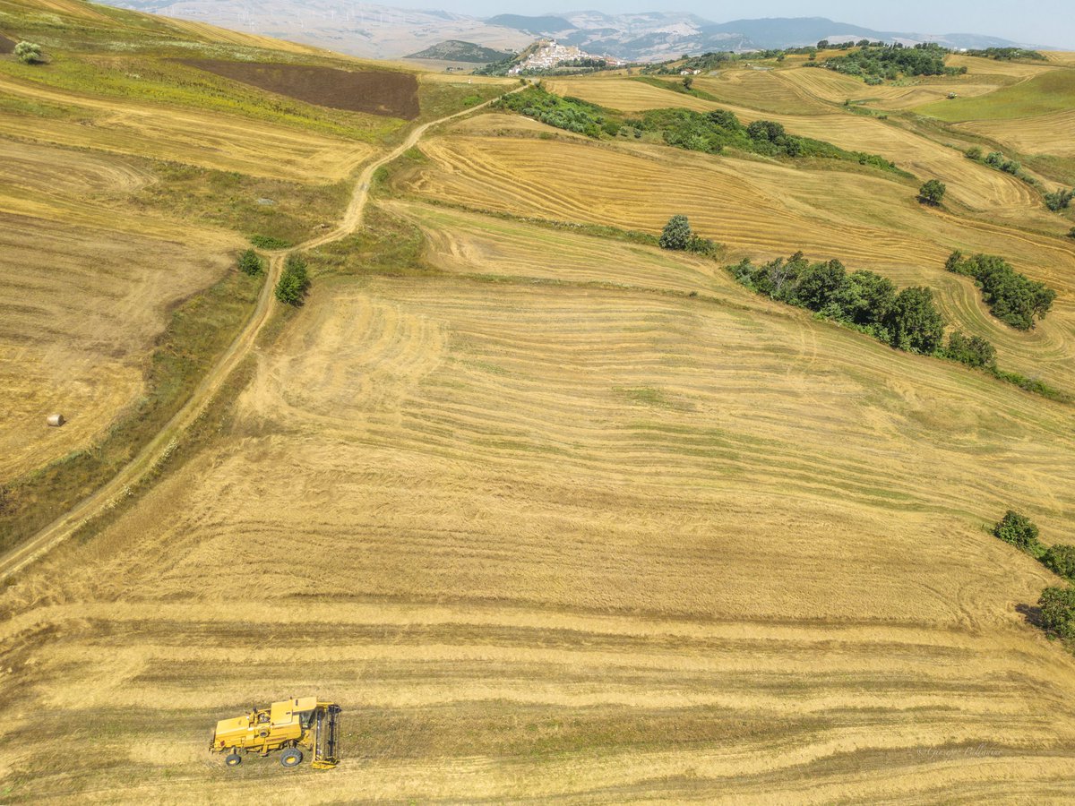 Giallo su tela 

#gius01pal #giuseppepalladino #puglia #regionepuglia #rocchettasantantonio  #volgopuglia #volgofoggia #volgoitalia #piupuglia #weareinpuglia #15luglio  #July #djiglobal  #djiphotography  #granaio  #paesaggi #summer #estate #grano #mietitura #sunshine