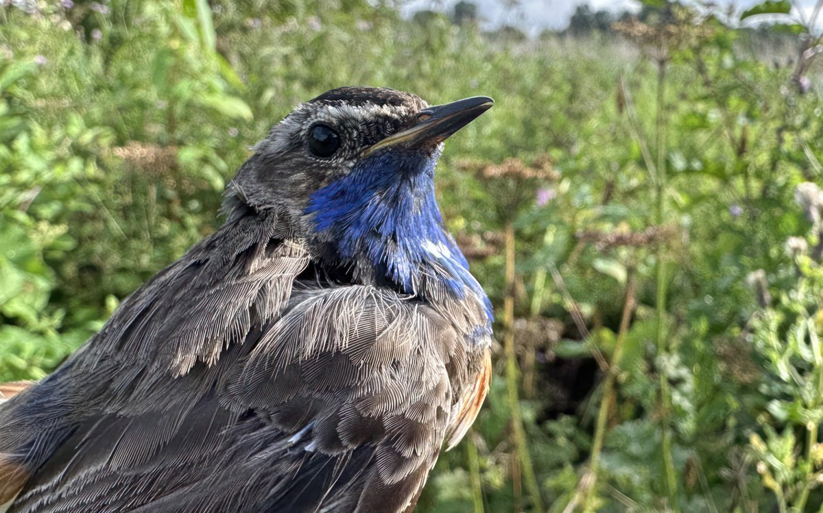 _danielowen's tweet image. 3cy+ male White-spotted Bluethroat trapped and ringed at Woolston Eyes this morning. The second Cheshire record of cyanecula (first also from Woolston).

Can&apos;t be many sites that casually offer 14+ Garganey and 12+ Black-necked Grebe as back-up cast... 

ebird.org/checklist/S144…