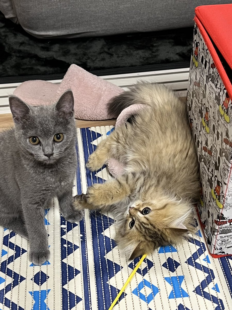 crown17191's tweet photo. 猫飼いました😊
 #ブリティッシュショートヘア
 #ペルシャ
 #猫 https://t.co/8v6iTaZ0Wj