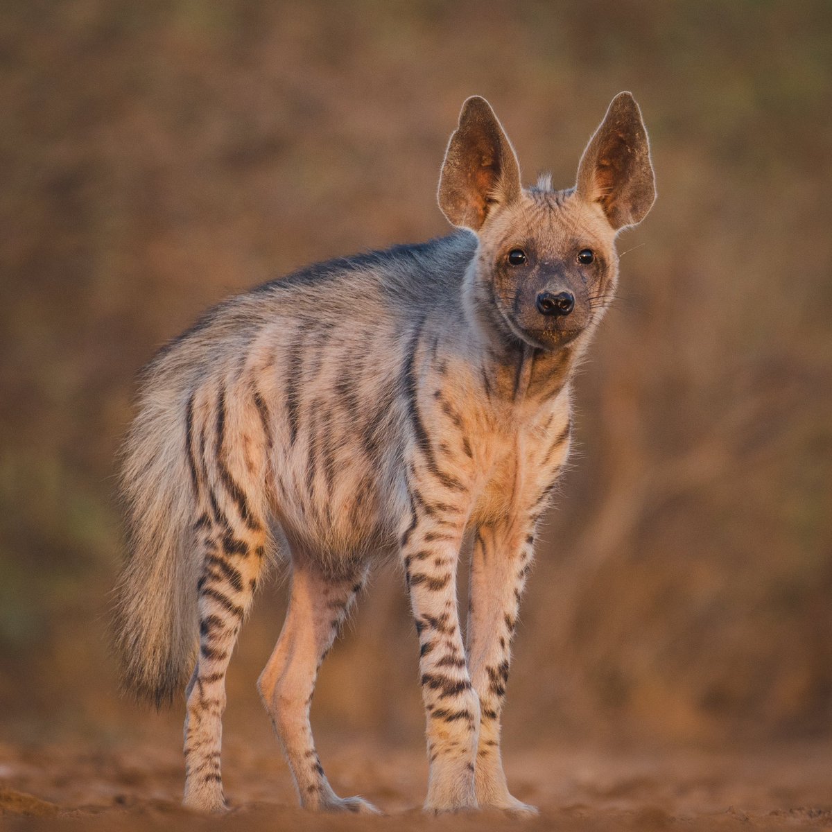 ‘ The Alpha ‘

#Hyena #stripedhyena #IncredibleIndia #bbcearth #gujarat #lrk #natgeoindia #IndiAves #wildlife #photography #india #Nikon