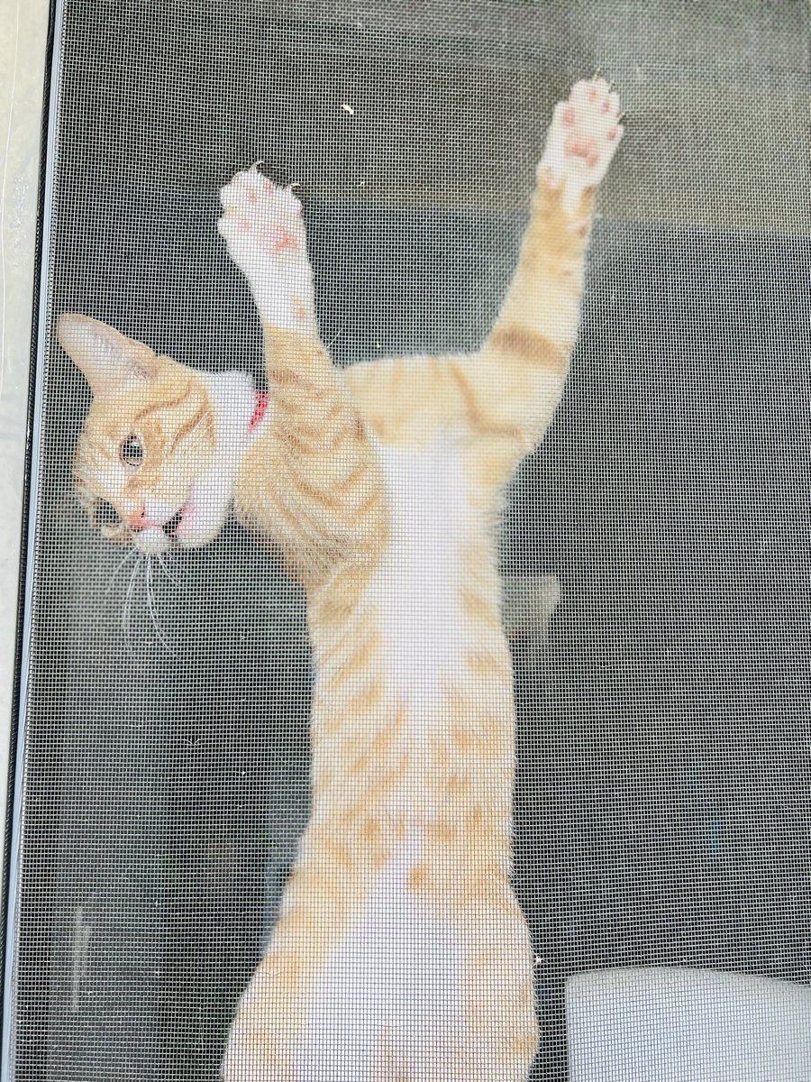 TracyFleck4's tweet photo. Happy #Caturday !!! Let me OOOUT!!!! https://t.co/R3FHQXOn4d