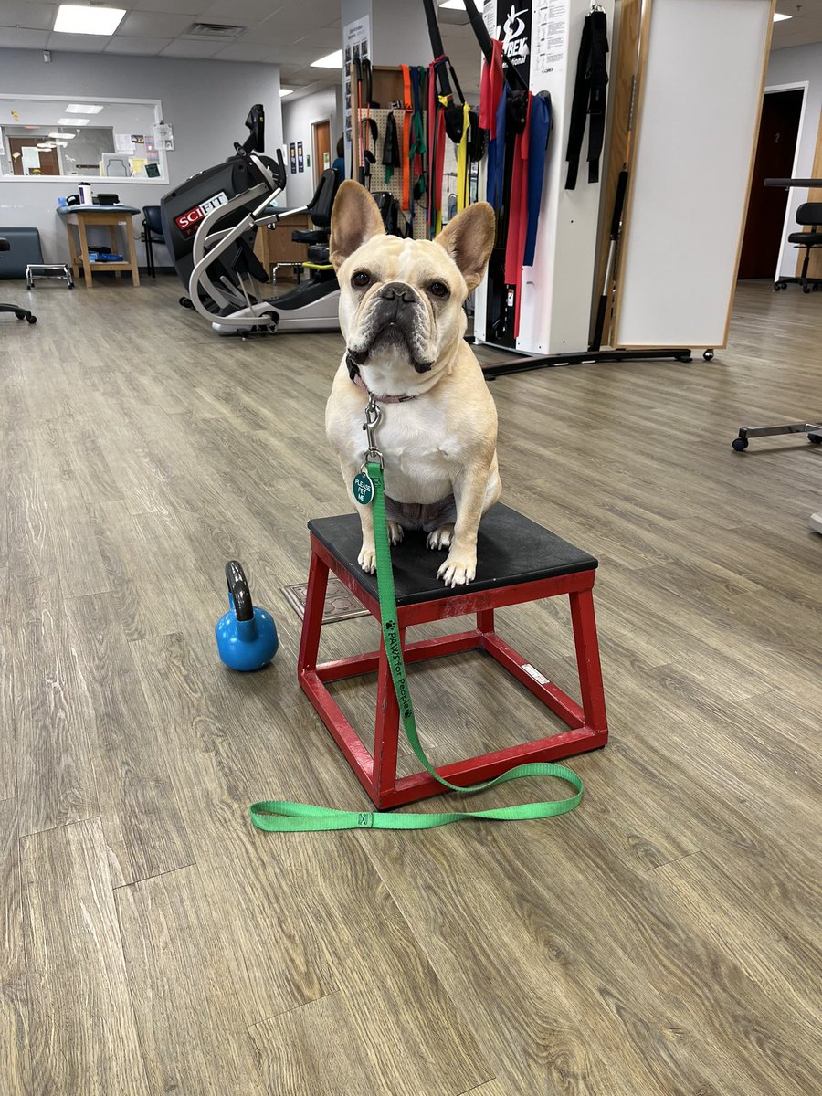 BCatPTAT's tweet photo. Honor is ready to help you on your healing journey. Whether you need a hug, high five, or a demonstration of how to step up on the 12 inch box, she and our therapists at @christianacare rehab services are ready to help you reach your goals!  @PAWSforPeople #healingjourney https://t.co/aDwgPCsNKy