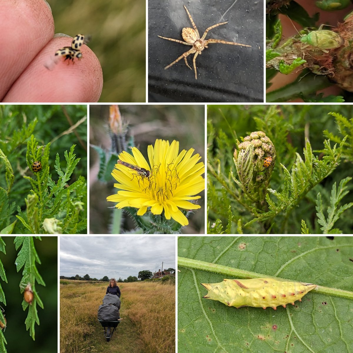 Louisa_Crispin's tweet photo. Dock and thistle clearance at Newenden wild meadow with Jillian Eldridge
Damp and windy but some good finds
#insectwatch #newenden #newendenwildmeadow #dock #insects #thistle https://t.co/wVI1HwHZqu