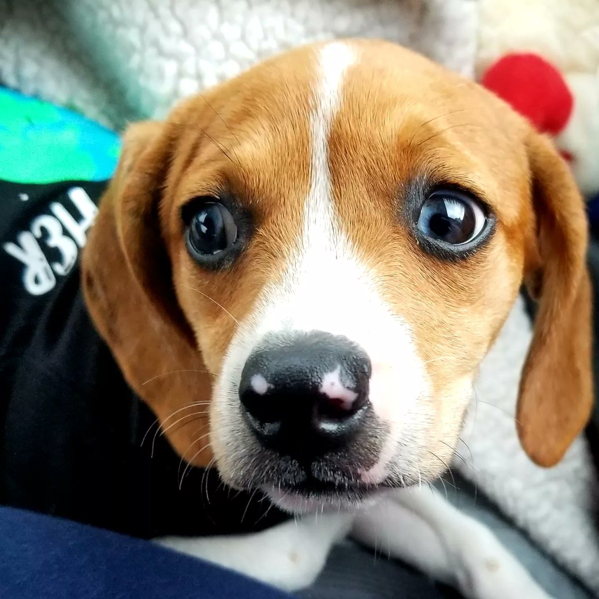 Poor Empress is not enjoying the sound of hard rain on the car as we are taking her to meet her fur-ever family. <a href="/beaglefacts/">Beagle Facts</a> <a href="/HoundDogLove1/">Hound Dog Love</a> #puppy #beagle #pocketbeagle #fureverhome #beaglepuppy #furbaby