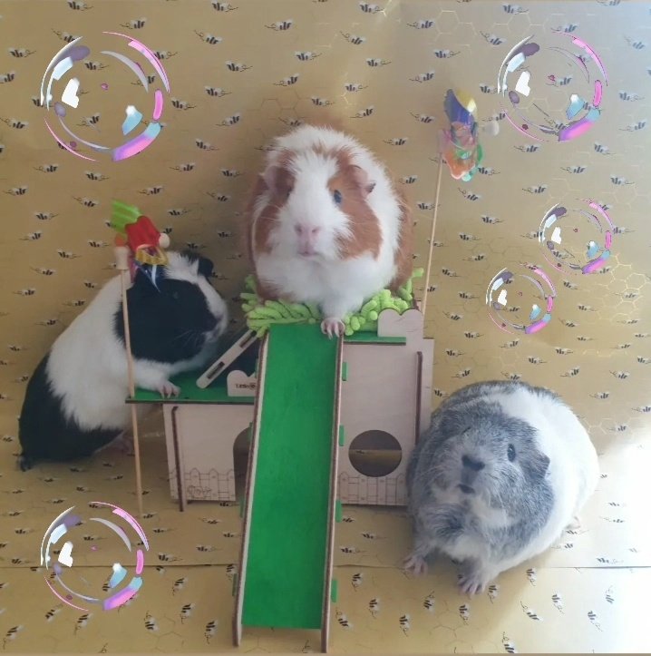 Quzerock's tweet photo. Summer fun jumping on and off the castle ☀️🏰
#guineapig #guineapiglove #guineapigsofig #guineapiglife #guineapiggy #guineapiggies #cavy #cavylove #fortheloveofguineapigs #gpig #instapigs #guineapigplaytime #guineapigfanclub #guineapigworld #pettoy https://t.co/zmYPcS9nbP