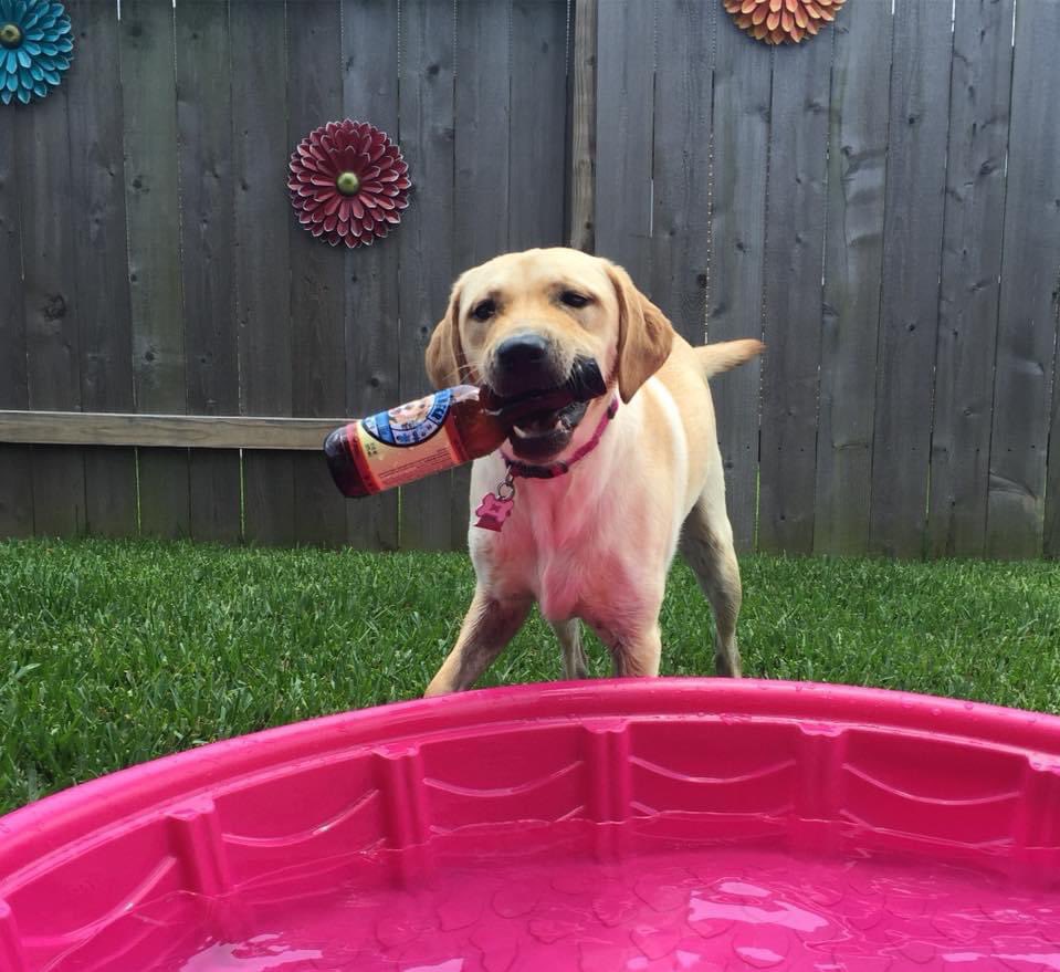Weekend Vibes! #poolpawty #dogbeer