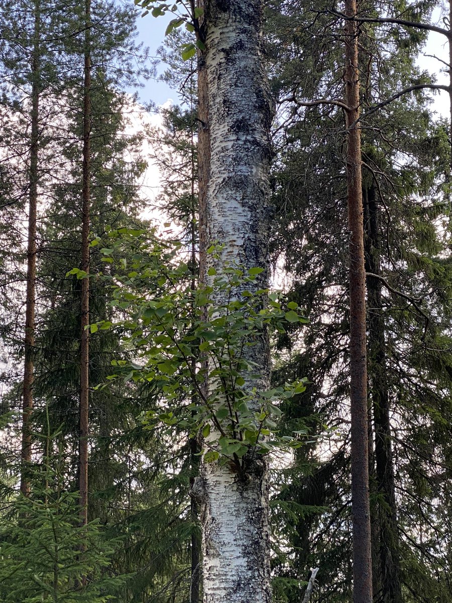 HeidiLeinonen's tweet photo. Tuuhea oksa rungosta.🌿 #oksa https://t.co/pO25jObu6M