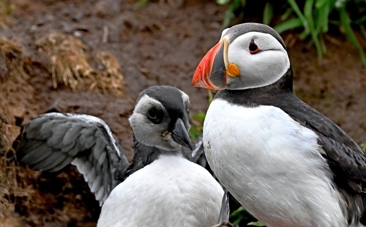 CarlBovisNature's tweet photo. What no fish? 😮
 Young Puffin with a parent on Skomer Island. 😍
#TheDailyPuffin 🐦 https://t.co/dfi9r6XH6d