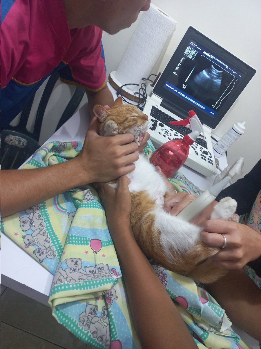 Ernisis_'s tweet photo. Hoy día de ecos para #gatos https://t.co/Ao2XNhtTIB