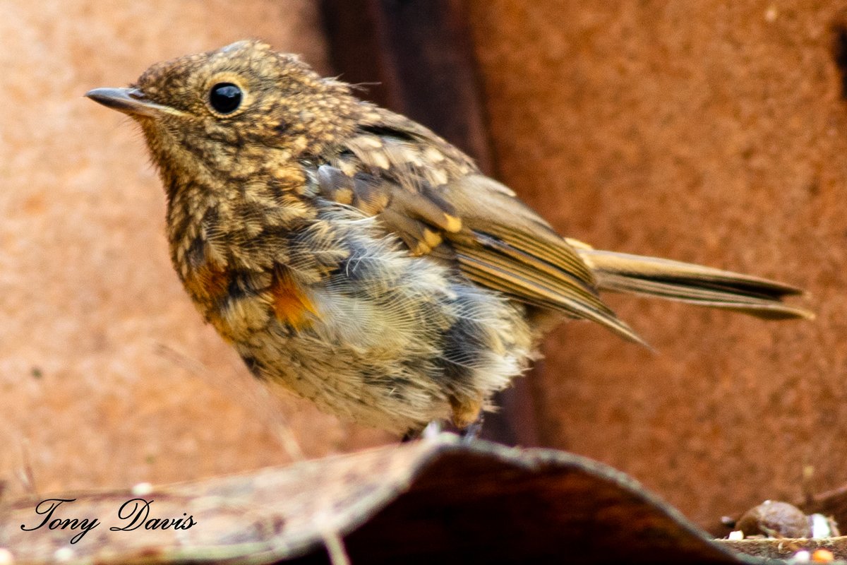 TonyDavis1956's tweet photo. Fledgling robin showing the first signs of its red breast #robin #TwitterNatureCommunity #birdphotography #birdwatching #BirdTwitter #twitterbirds #BirdsofTwitter #BirdsSeenIn2023 #birds #birding  #wildlifephotography #NaturePhotography #Canon #eos5Ds @Natures_Voice https://t.co/VYHV1LPz3o
