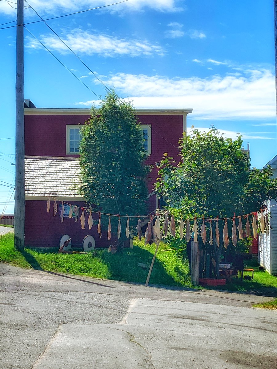 GrayMarker99's tweet photo. “Some Day On Fish” 

What’s on your clothesline? 🤣

We dry fish on clotheslines here in Bonavista and today is a great day for it!! 
#ShareYourWeather #NLwx #Newfoundland https://t.co/ti5pIbPDx4