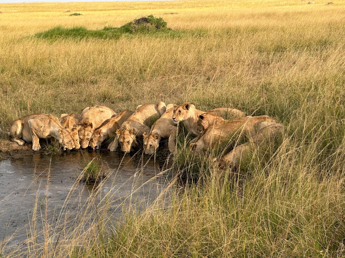 Susan MacMillan tweet media