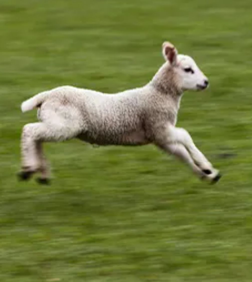 We've had several reports of a sheep on the LEIGHTON BUZZARD by-pass over the last few weeks. Today, with the help of a local farmer and his excellent sheep dogs we managed to catch the lamb and return her safely back to her flock #LucyLambIsHome