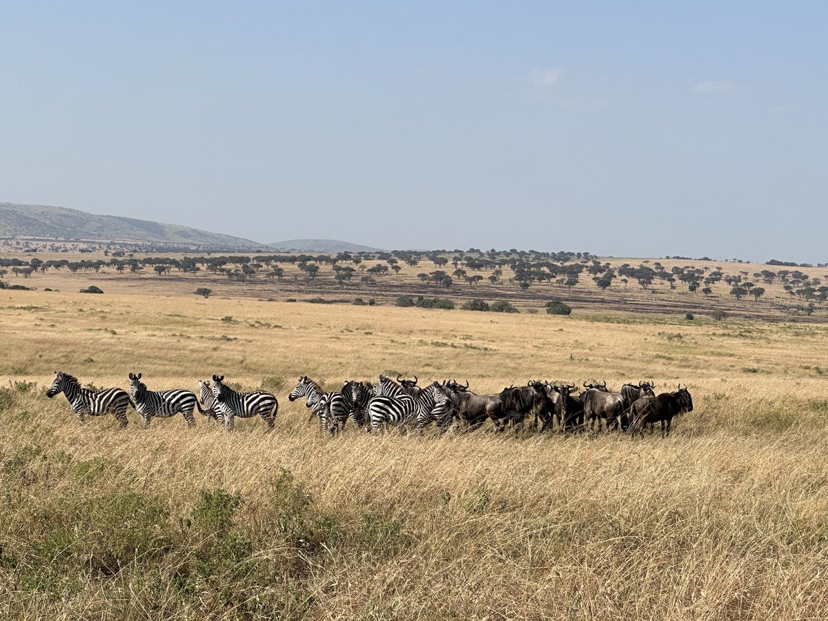 Susan MacMillan tweet media