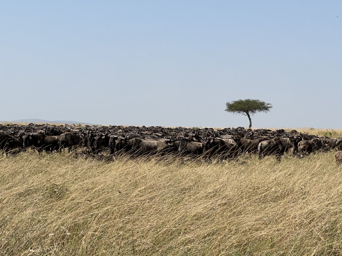 Susan MacMillan tweet media