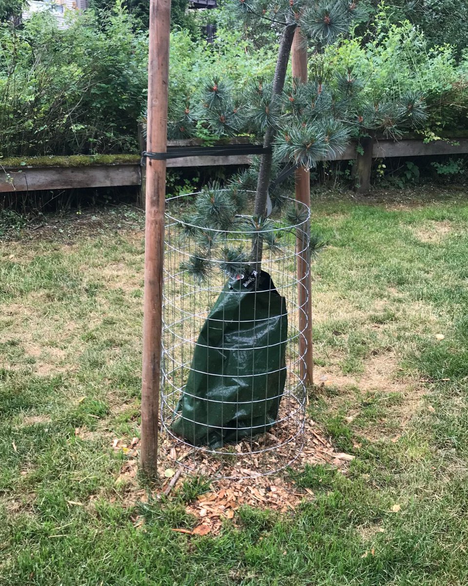 SolutionsHumane's tweet image. Here is an example of professional tree wrapping to prevent beaver damage, really tidy work from the wildlife crew!

bit.ly/3DaMVgk

#beavercontrol #beaver #wildlifecontrol #humanesolutions