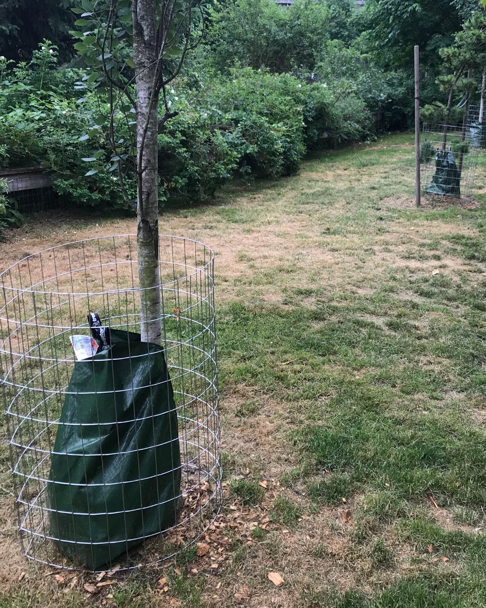 SolutionsHumane's tweet image. Here is an example of professional tree wrapping to prevent beaver damage, really tidy work from the wildlife crew!

bit.ly/3DaMVgk

#beavercontrol #beaver #wildlifecontrol #humanesolutions