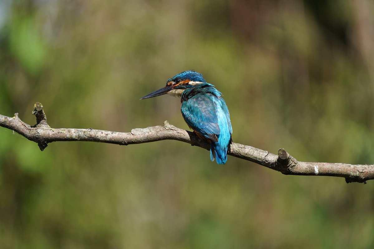 Ik ben afgelopen maandag en dinsdag naar de ijsvogelhut geweest in Veendam.😀
Het blijft heel bijzonder om deze mooie #ijsvogel van dichtbij en in zijn eigen habitat te zien!
facebook.com/vogelhutveendam