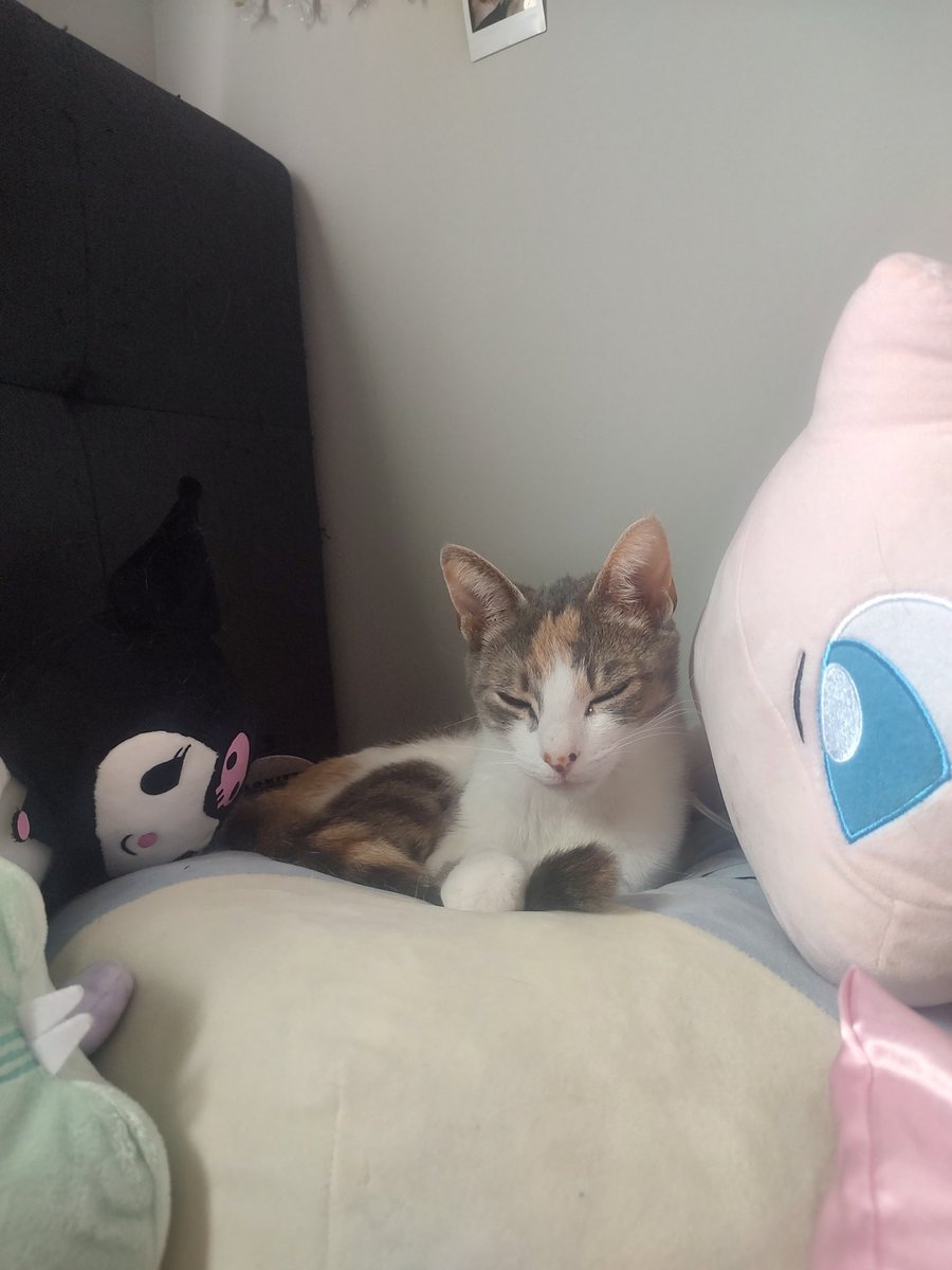 Zilverblood's tweet photo. She's so cute UUUUGH https://t.co/ZEicQ6MDjk