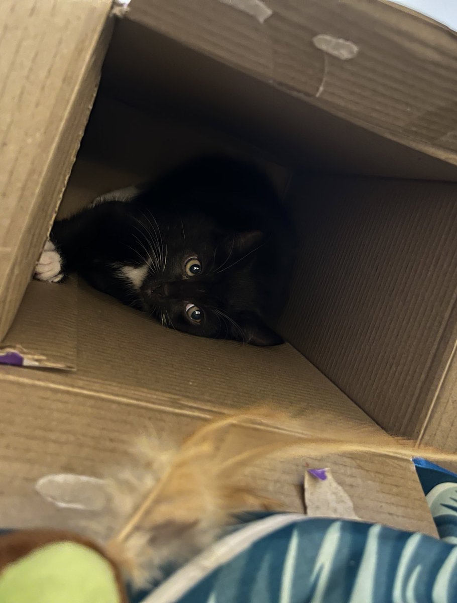 deathshvnd's tweet photo. welcome to your forever home darling boy🥹🖤 https://t.co/nrIRIGaG9a