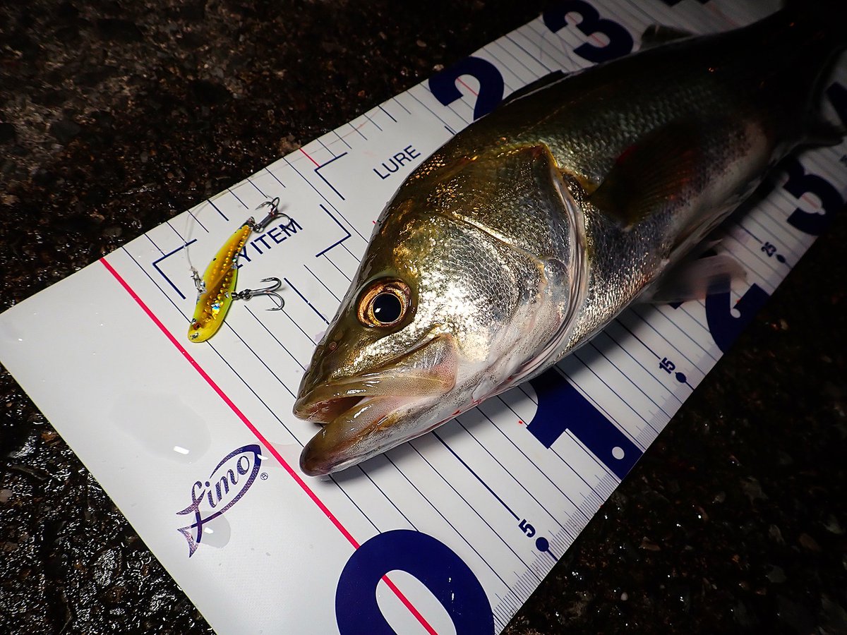 sasametsuribito's tweet image. 今宵はふわふわメタルで

#fimoモニター
#megabass
#オニマル