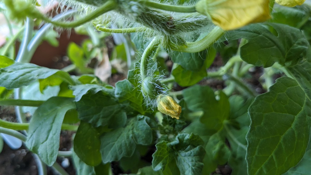 kevmo314's tweet image. I was convinced into growing a watermelon plant in manhattan. we got our first mini watermelon today!