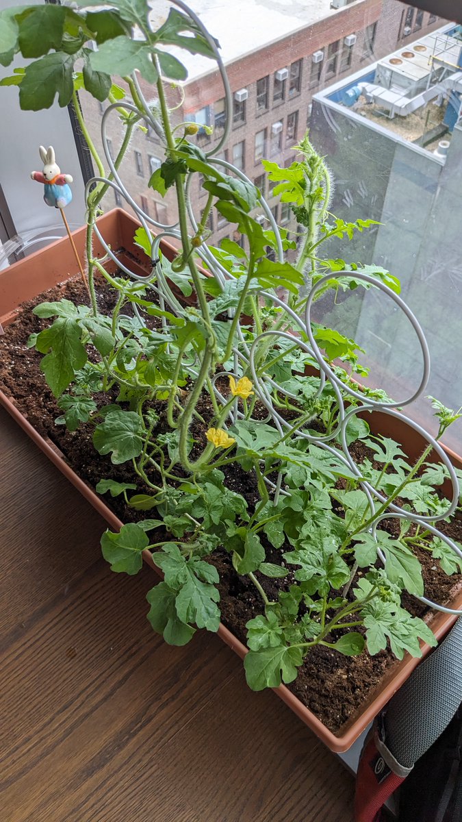 kevmo314's tweet image. I was convinced into growing a watermelon plant in manhattan. we got our first mini watermelon today!