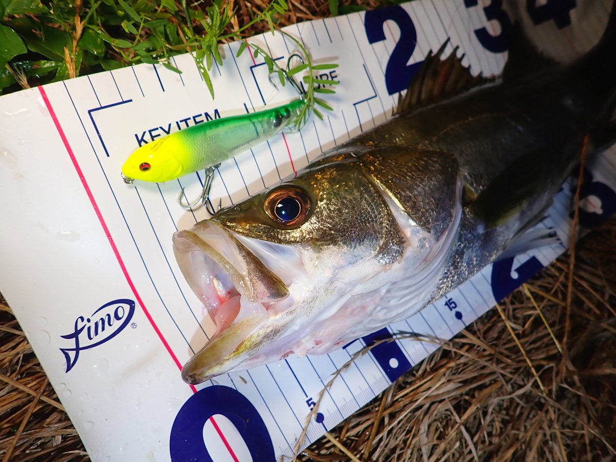 sasametsuribito's tweet image. 昨夜はねちねちトップで

#fimoモニター
#megabass
#ジャイアントドッグX