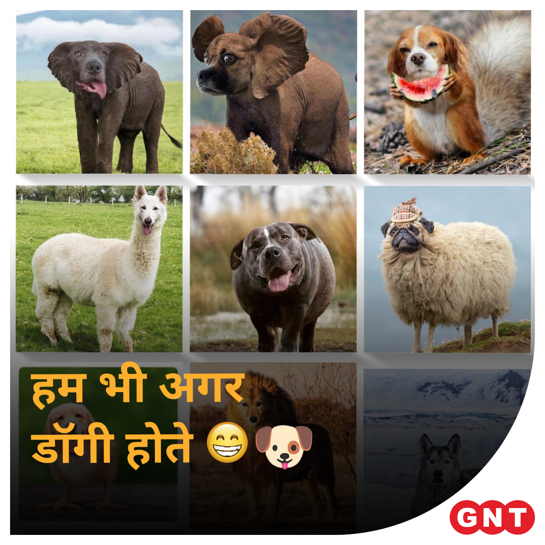 GoodNewsToday's tweet photo. सोचने में क्या जाता है? 😅🐶
#GNTMeme #meme #Viralnews #ViralPhoto #Instmeme #photomeme https://t.co/wFzRCdshGy