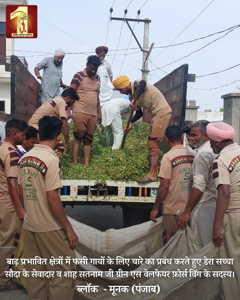 DSSNewsUpdates's tweet photo. With hearts full of kindness, #DeraSachaSauda volunteers go above and beyond in service of humanity! They support and nourish animals amidst the floods, delivering fodder for their survival. We are grateful to Saint Dr. @Gurmeetramrahim Singh Ji Insan, for inspiring this remarkable act of compassion among volunteers. #HaryanaFloods #PunjabFloods #FloodRescueOperation #DisasterRelief #SaintDrMSG #RamRahim #FloodRelief #AnimalWelfare