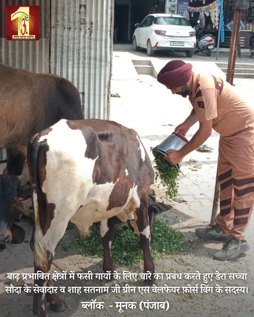 DSSNewsUpdates's tweet photo. With hearts full of kindness, #DeraSachaSauda volunteers go above and beyond in service of humanity! They support and nourish animals amidst the floods, delivering fodder for their survival. We are grateful to Saint Dr. @Gurmeetramrahim Singh Ji Insan, for inspiring this remarkable act of compassion among volunteers. #HaryanaFloods #PunjabFloods #FloodRescueOperation #DisasterRelief #SaintDrMSG #RamRahim #FloodRelief #AnimalWelfare
