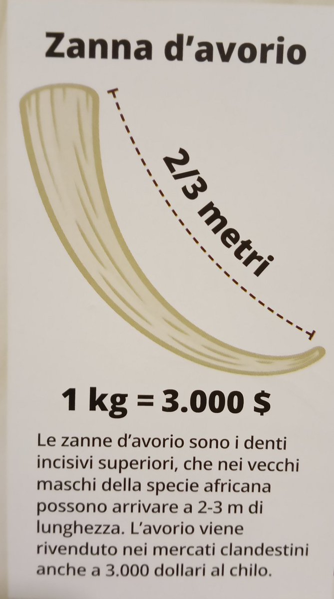 Ogni anno in #Africa vengono uccisi 20 mila #elefanti. In un'ora 2 elefanti vengono uccisi per le loro zanne di avorio dai #bracconieri. Questa strage sta portando all'estinzione del mammifero terrestre più grande del pianeta. (Fonte <a href="/WWF/">WWF</a>) A quando la nostra di #estinzione?