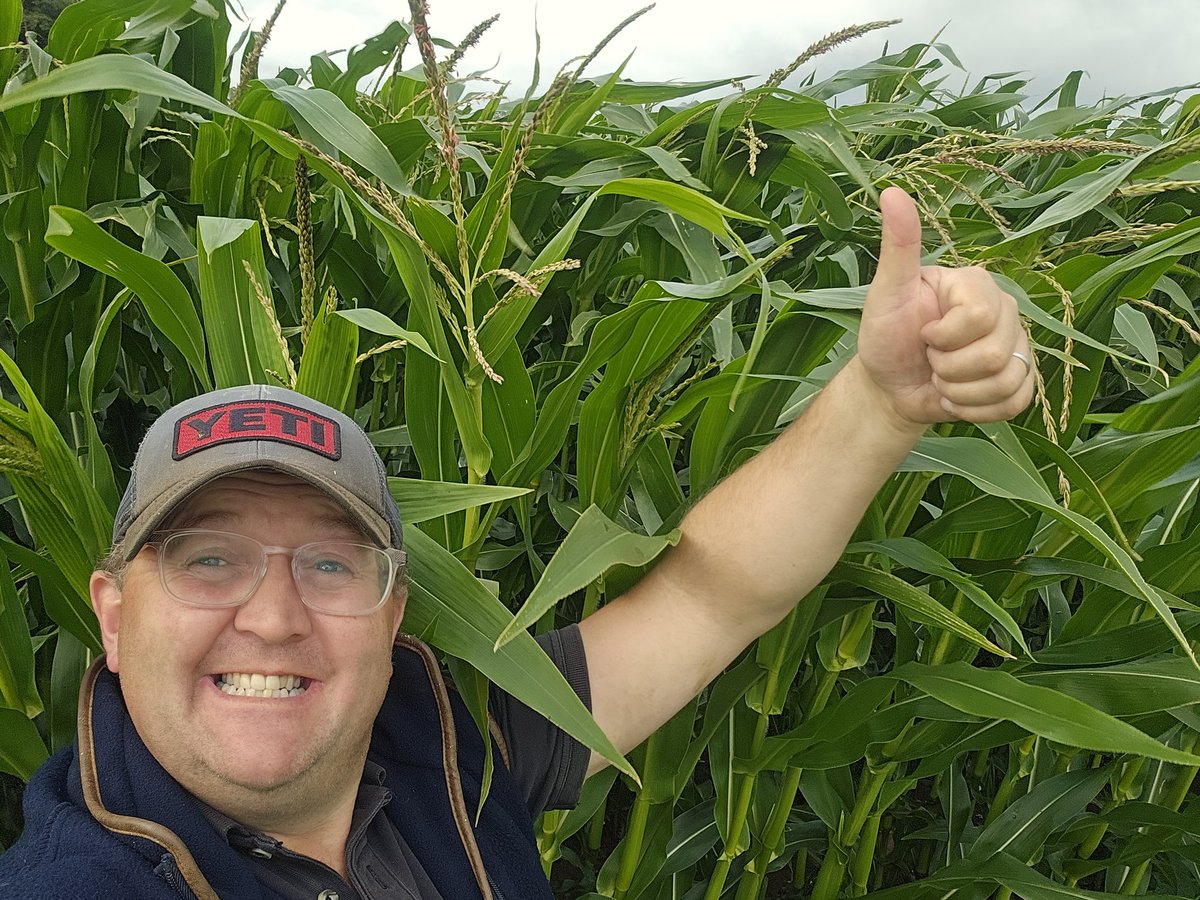 muirtwit's tweet photo. #Saturday #Milktrain , #Redclover kicking back in after being cut last Friday and some #Maize #Growingwell #SaturdayWin https://t.co/6bHnn8fPN6