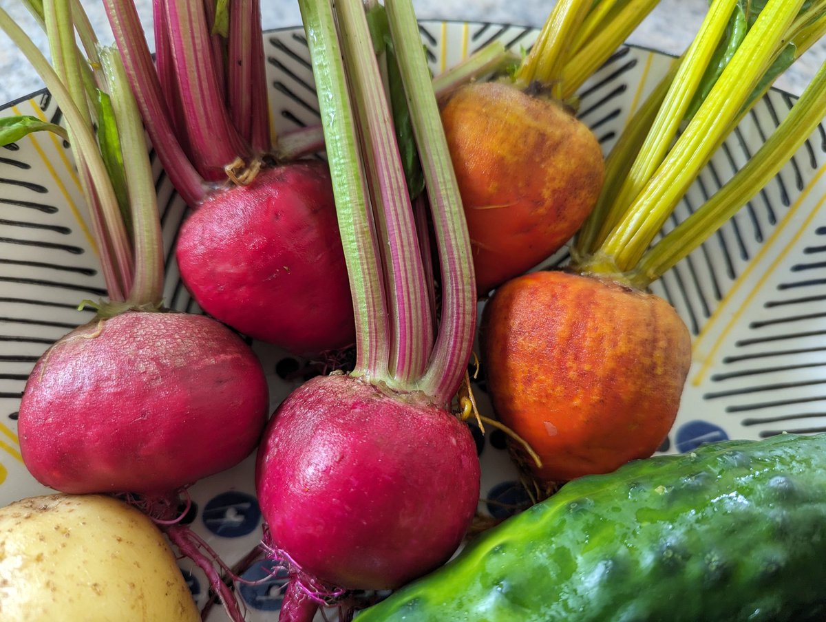 allotmentgrace's tweet photo. Chioggia &amp; Burpees Golden. My absolute fave beets. They taste amazing, don't bleed when chopping and look beautiful. 😍
#allotment #chioggia #burpeesgolden #beetroot https://t.co/4G6Vw7Srxs