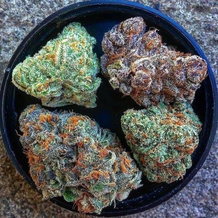 _StonersRUs_'s tweet photo. A very nice selection 😍💚

#StonerFam #Mmemberville #WeedLovers #CannabisCommunity https://t.co/Ygxyvghl1K