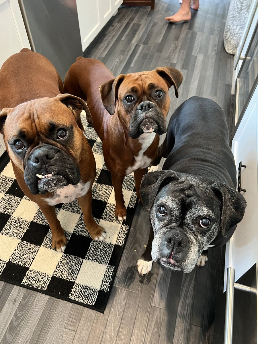 Amy’s Boxer Dogs tweet media