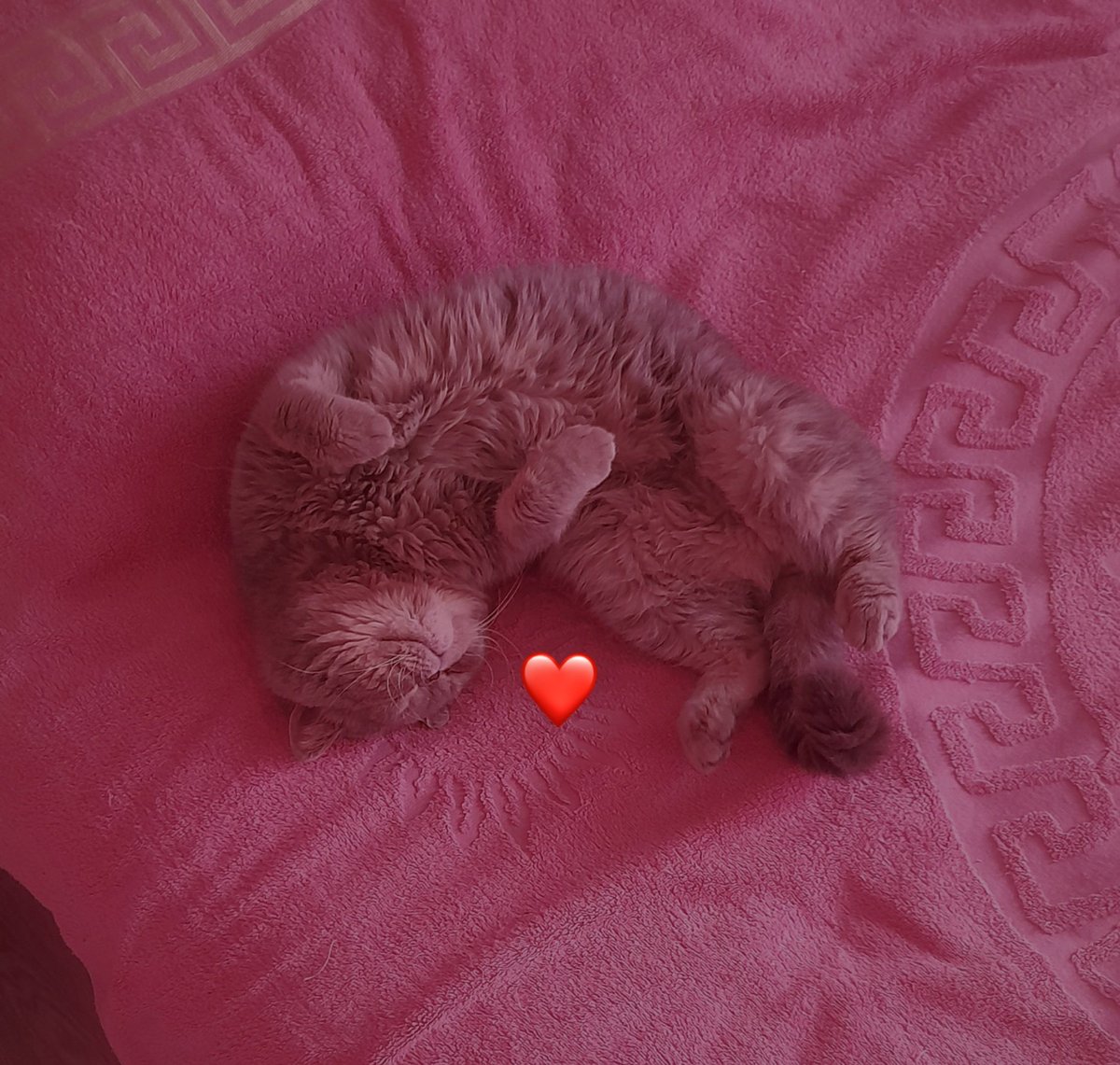 KillerQueen6000's tweet photo. мой ребёночек😭🥺💗❤️ https://t.co/W9UbNHIEwl