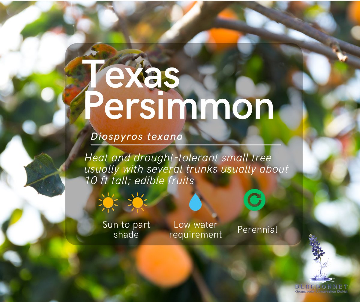 Bluebonnet Groundwater Conservation District tweet media