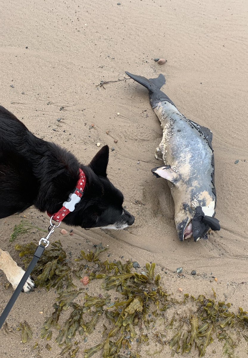 funk_it_all's tweet photo. Anyone know what this is? Washed up at Sandy Gap on Walney Island. First thought it was actually a baby Orca, but now think it maybe a Porpoise? #walneyisland #walney #cumbria https://t.co/79R3QCn5EM
