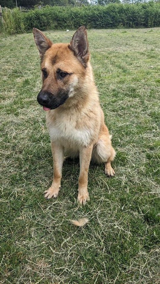 Urgent, please retweet to help Briar find AN EXPERIENCED FOSTER HOME #SUSSEX #UK. Briar is very stressed in a council pound. He faces being put to sleep as the local rescue shelters are full. PLEASE SHARE🌟 DETAILS or APPLY 👇arundawndogrescue.co.uk/briar #GermanShepherd