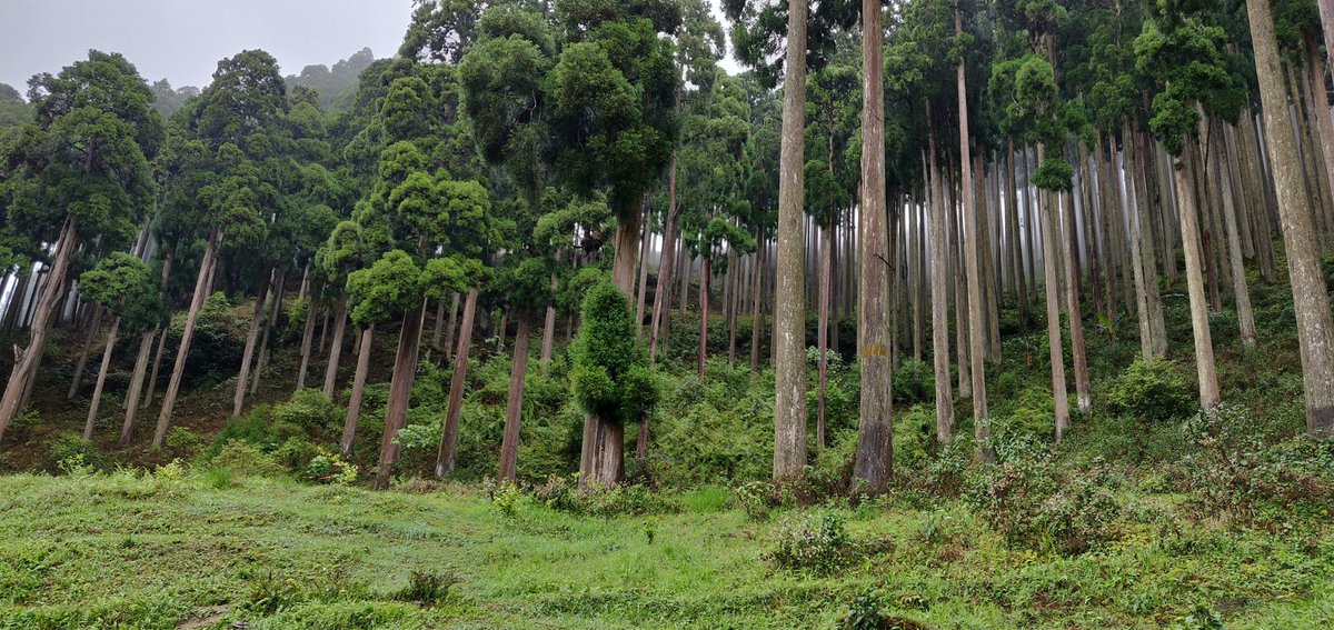 AnanthOnTrack's tweet photo. Quote with the greenest image from your gallery. #greenery #photography https://t.co/Qg0RtF4Lu3