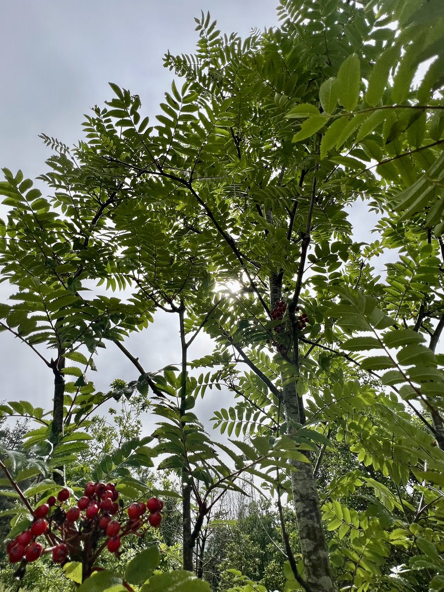 griefwave's tweet photo. Totally peaceful at my mum's @LifeforaLifeMF tree today... didn't see another person on my walk... just me &amp; my thoughts, the 🌧️  and☀️ ... until the butterflies joined us. 🦋 ❤️ https://t.co/nVI7E9yVnS