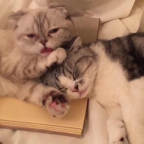 hemmilm13w's tweet photo. #2min au в которой минхо хотел оказаться тем самым кто пойдет против системы но из-за неожиданной встречи в неожиданном месте его планы рухнули как карточный домик да и сынмин оказался слишком идеальным чтобы от такого просто отказаться https://t.co/Q1E2ntByEl