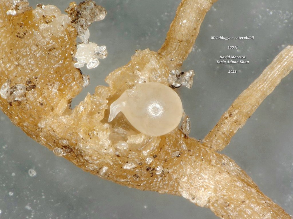 More shots of a Meloidogyne enterolobii female and her egg mass, this time collected from infected roots of transgenic tomato plants! 🍅

#UFNematodes