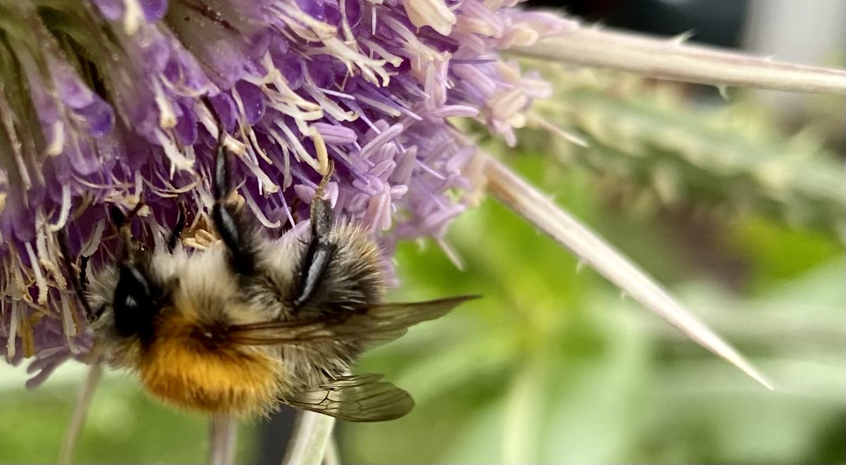 StephDickenson's tweet photo. Today’s bee https://t.co/X0Y42atcjt
